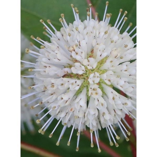 Keře okrasné květem - Hlavoš západní keř, výška 30/40cm, 3,4 litru