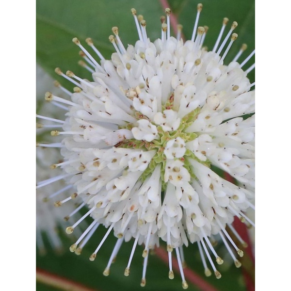 Keře okrasné květem - Hlavoš západní květináč 5 litrů, výška 40/60cm, keř