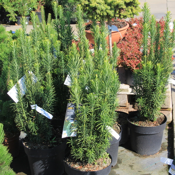 Rostliny - Hlavotis peckovicový 'Fastigiata' 15 litrů