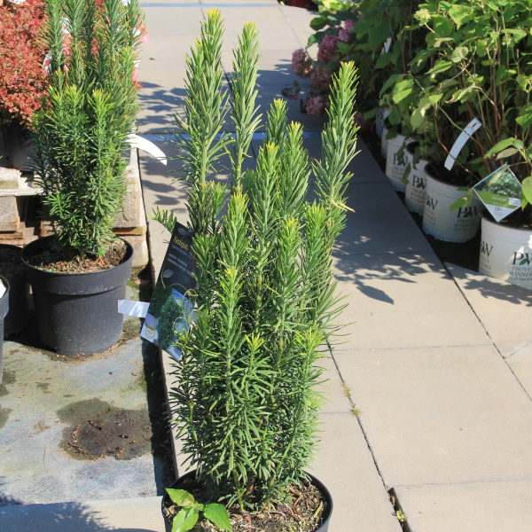 Hlavotis peckovicový 'Fastigiata' 15 litrů-0