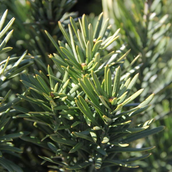 Jehličnany pro živé ploty - Hlavotis peckovicový 'Fastigiata' 50/60cm