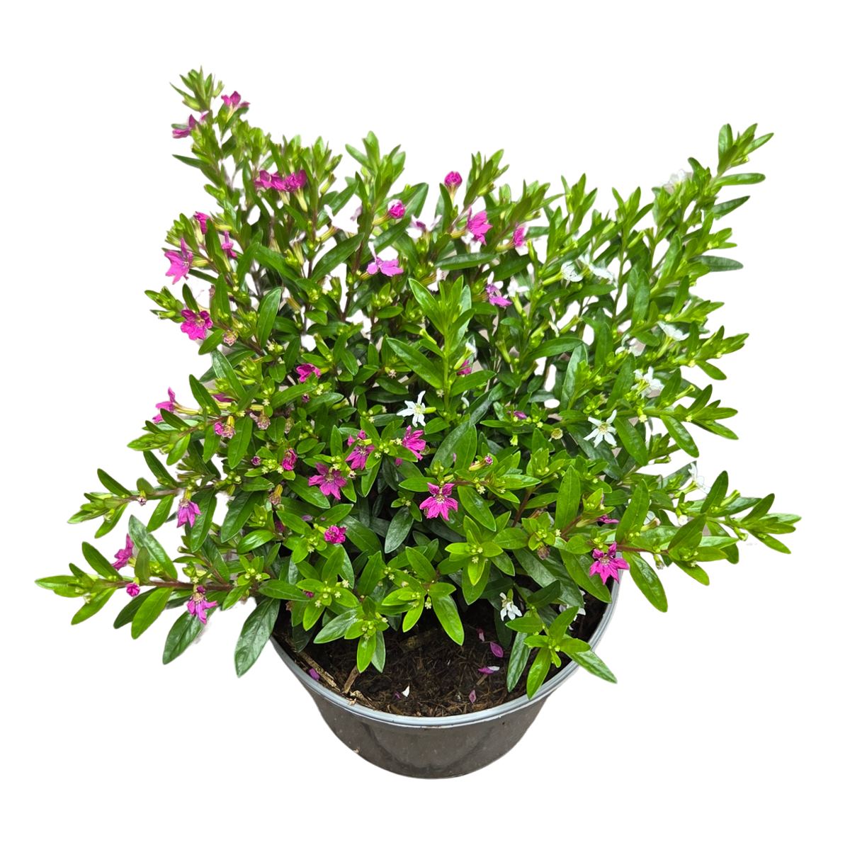 Nádobové květiny - Hlazenec ohnivý Duo květináč 12cm