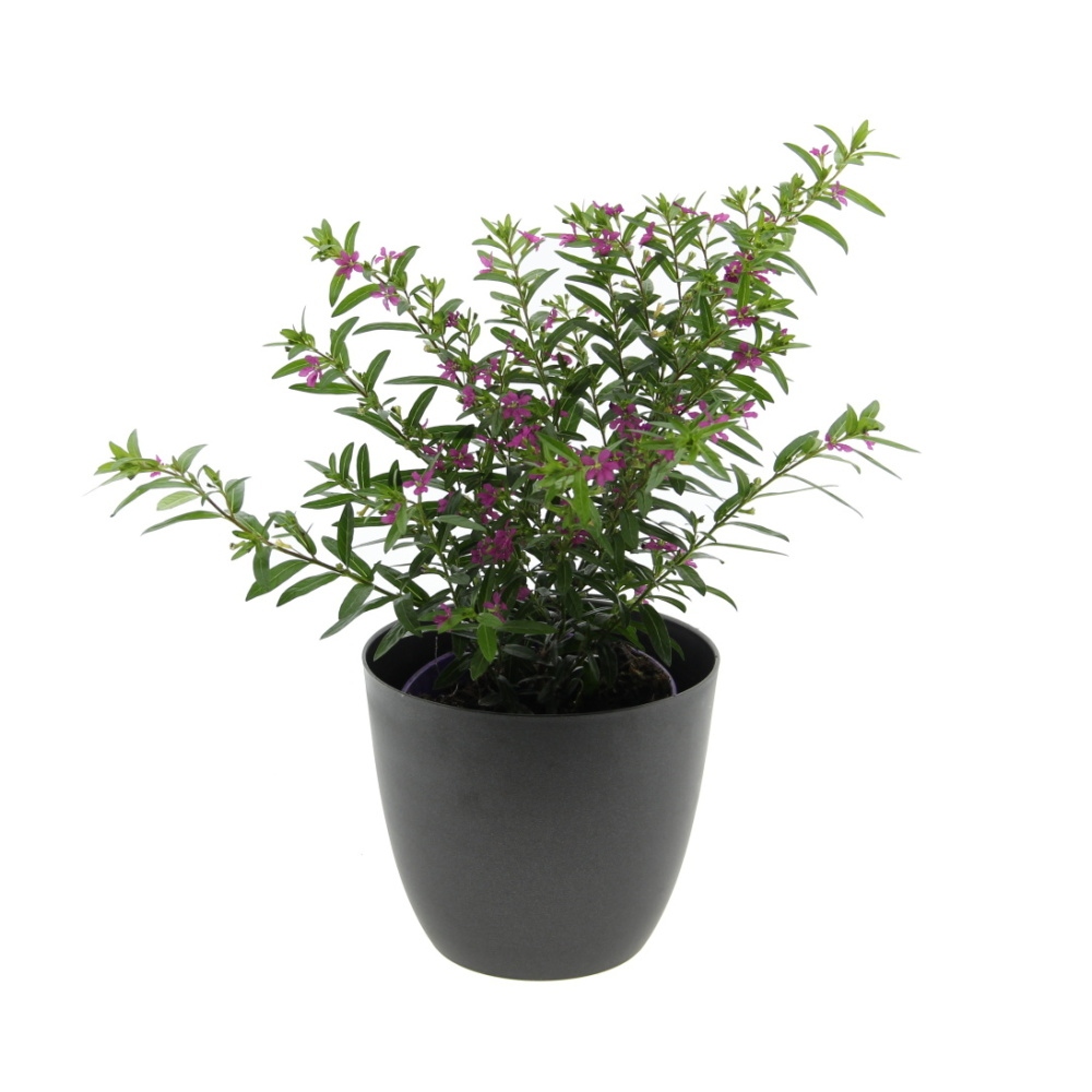 Pokojové rostliny - Hlazenec ohnivý mix květináč 10-12cm