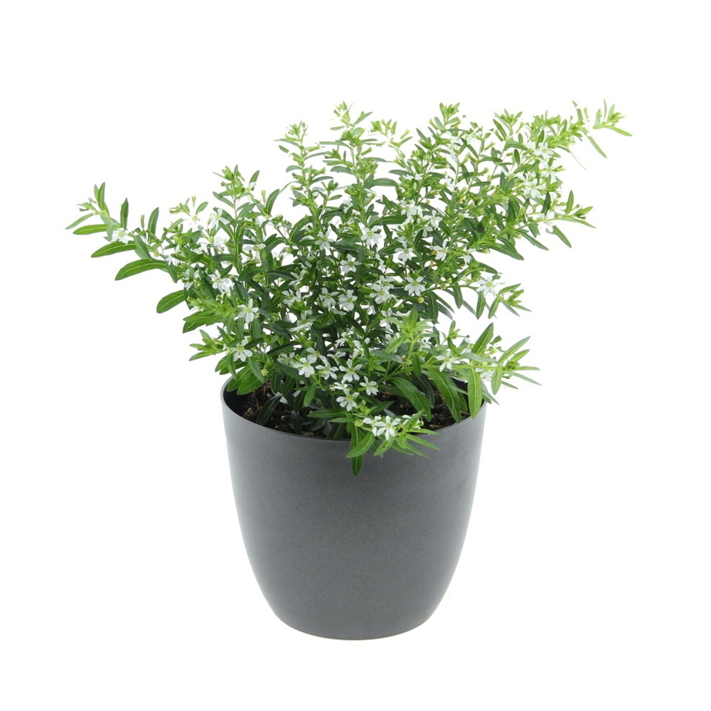 Hlazenec ohnivý mix květináč 10-12cm-0