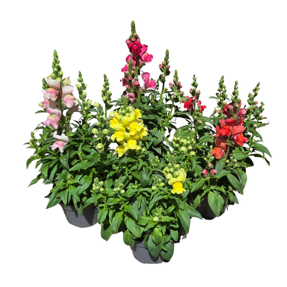 Nádobové květiny - Hledík větší mix, květináč 13cm