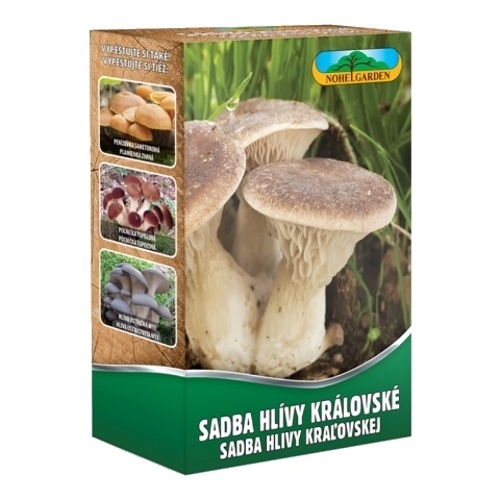 Houby - Hlíva královská máčková 250ml