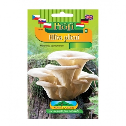 Houby - Hlíva plicní