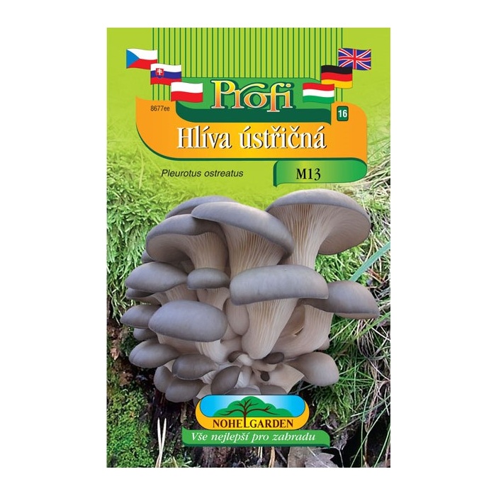 Houby - Hlíva ústřičná M13