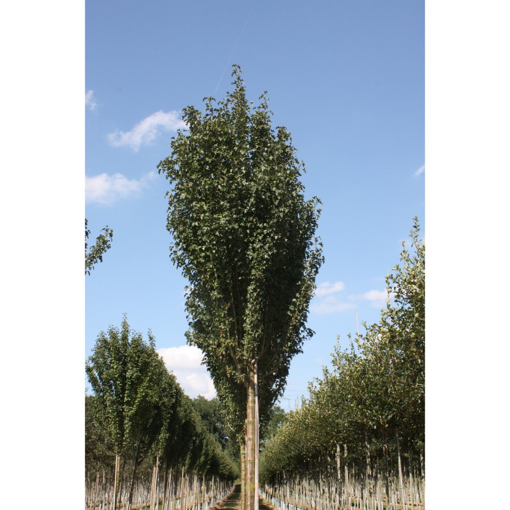 Soliterní stromy - Hloh jednosemenný Stricta výška kmene 225cm, zemní bal