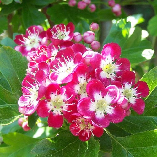 Listnaté stromky a stromy - Hloh obecný 'Crimson Cloud' květináč 30 litrů, obvod kmene 10/12cm, strom