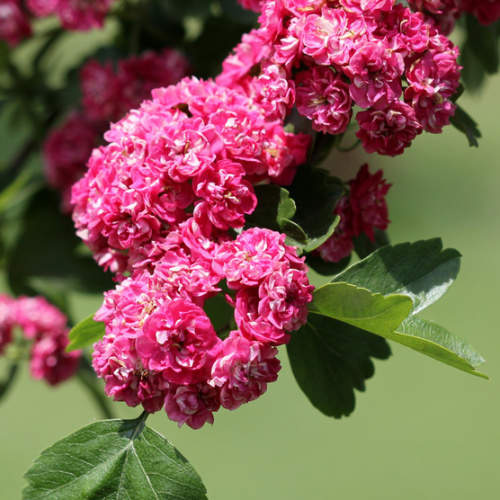 Listnaté stromky a stromy - Hloh obecný Pauls Scarlet kmínek 120cm, 7,5 litru