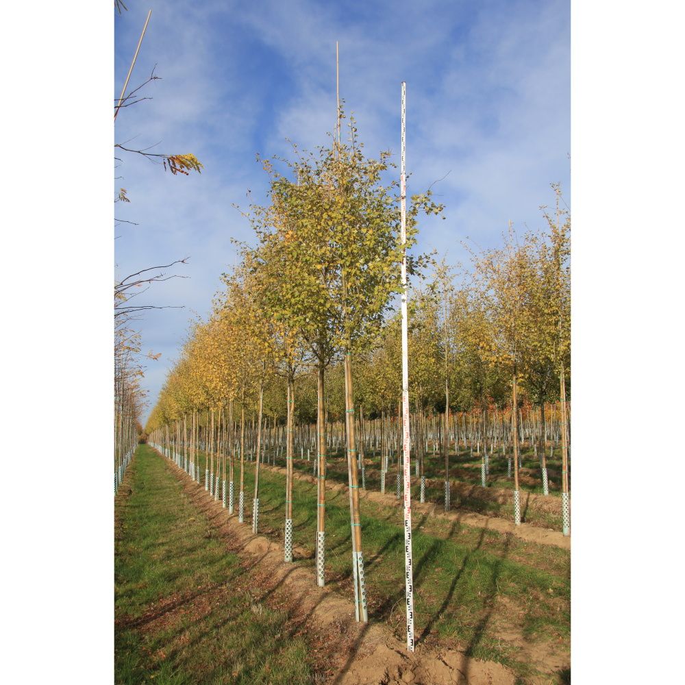 Soliterní stromy - Hloh obecný Pauls Scarlet výška kmene 225cm, zemní bal