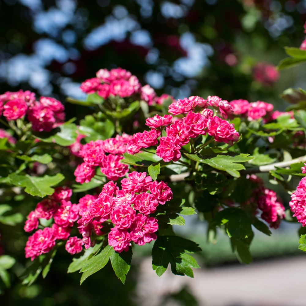 Hloh obecný Pauls Scarlet výška kmene 225cm, zemní bal-0