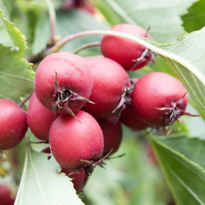 Ostatní drobné ovoce - Hloh peřenoklaný květináč 7,5 litru, čtvrtmen