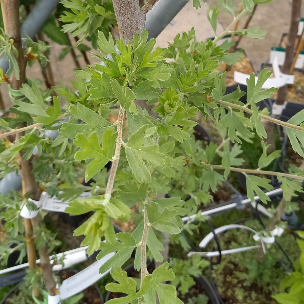 Listnaté stromky a stromy - Hloh východní Pojarkův Aureum květináč 7,5 litru