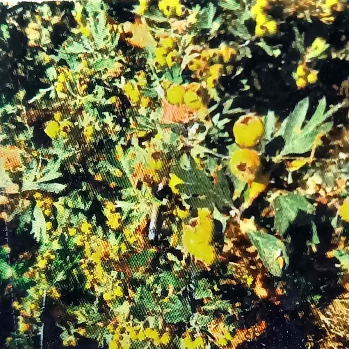 Hloh východní Pojarkův Aureum květináč 7,5 litru-0