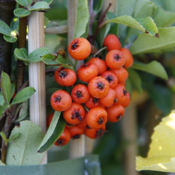 Živé ploty - Hlohyně šarlatová 'Orange Glow' výška 40/60cm, květinát 1,6 litru, vyvazovaná