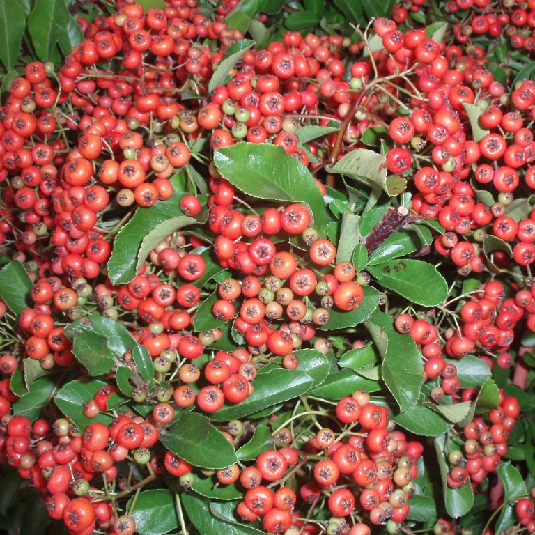 Živé ploty - Hlohyně šarlatová Red Column květináč 2 litry, výška 40/60cm, keř, vyvazovaná