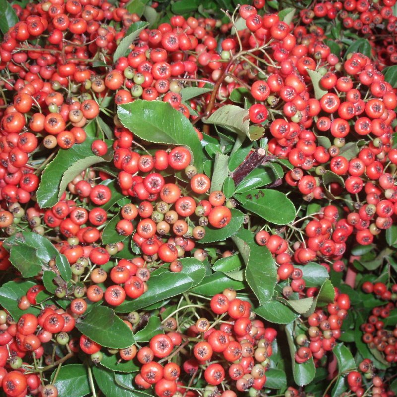 Živé ploty - Hlohyně šarlatová Red Column květináč 2 litry, výška 40/60cm, keř, vyvazovaný