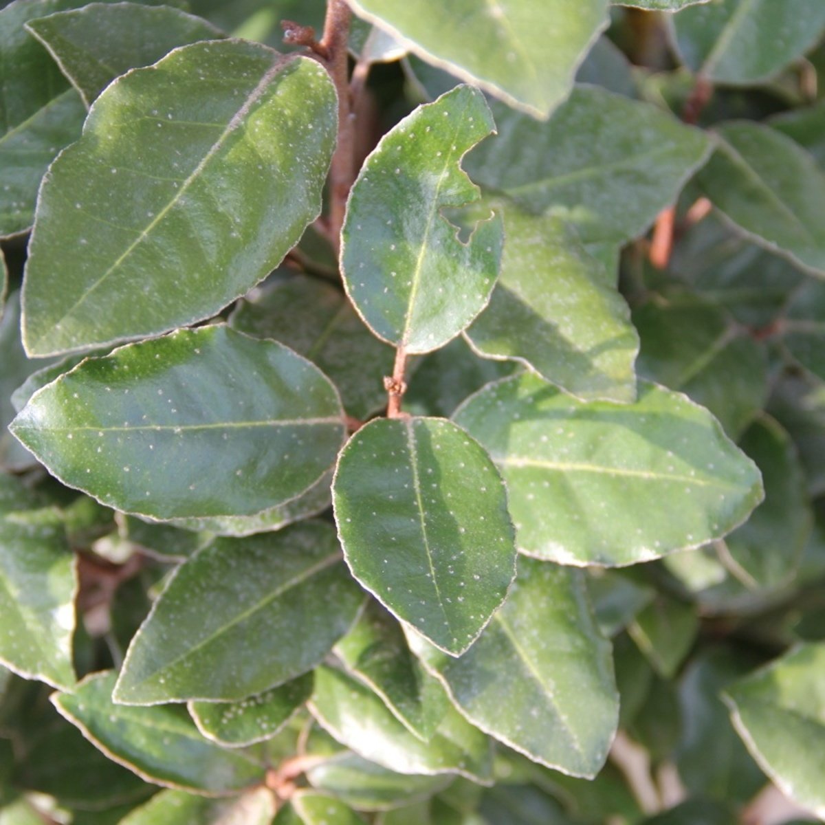 Listnaté stromky a stromy - Hlošina Ebbingeova Compacta kmínek 120cm, květináč 10 litrů