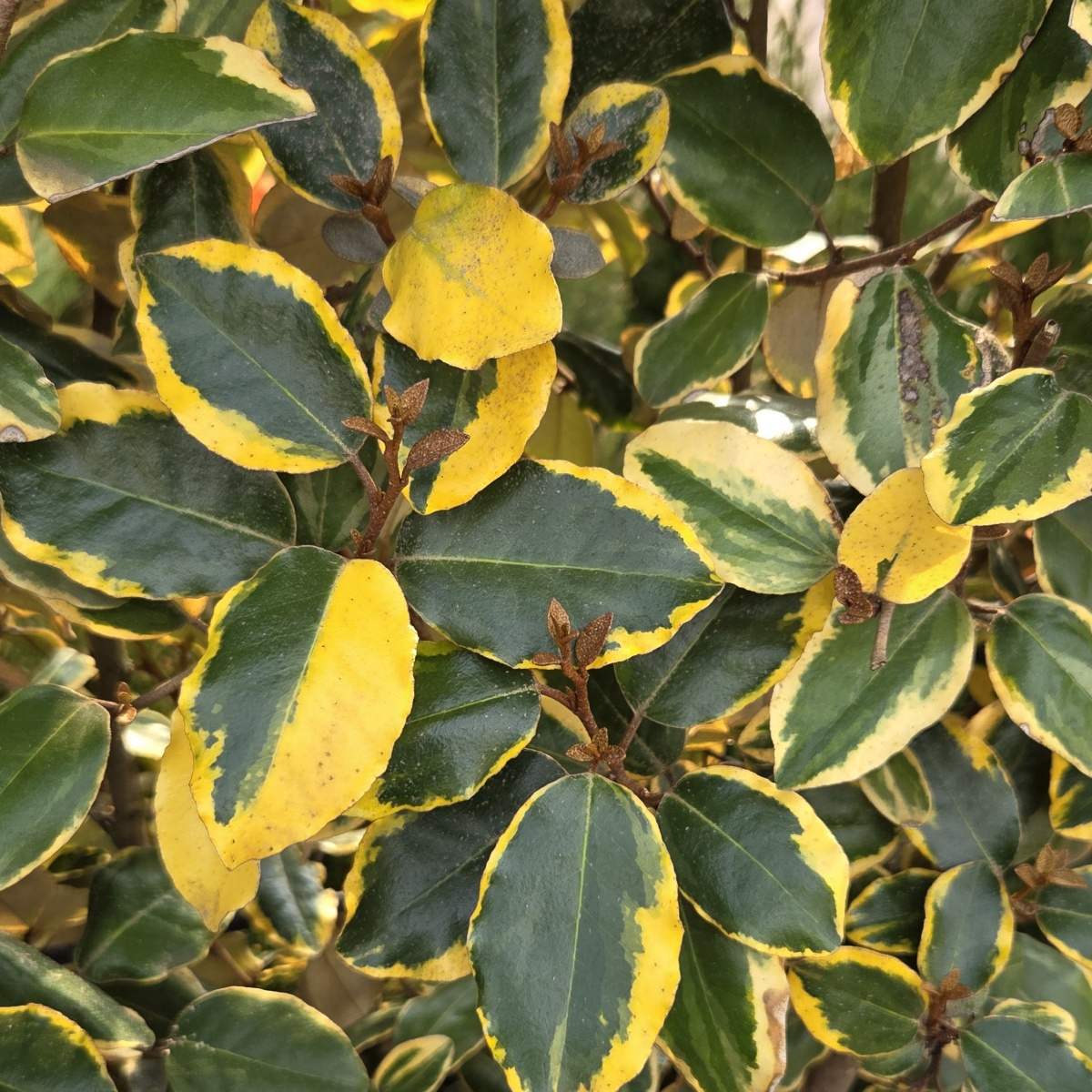 Stálezelené keře - Hlošina Ebbingeova Gilt Edge výška 120x90cm, květináč 25 litrů, špalír