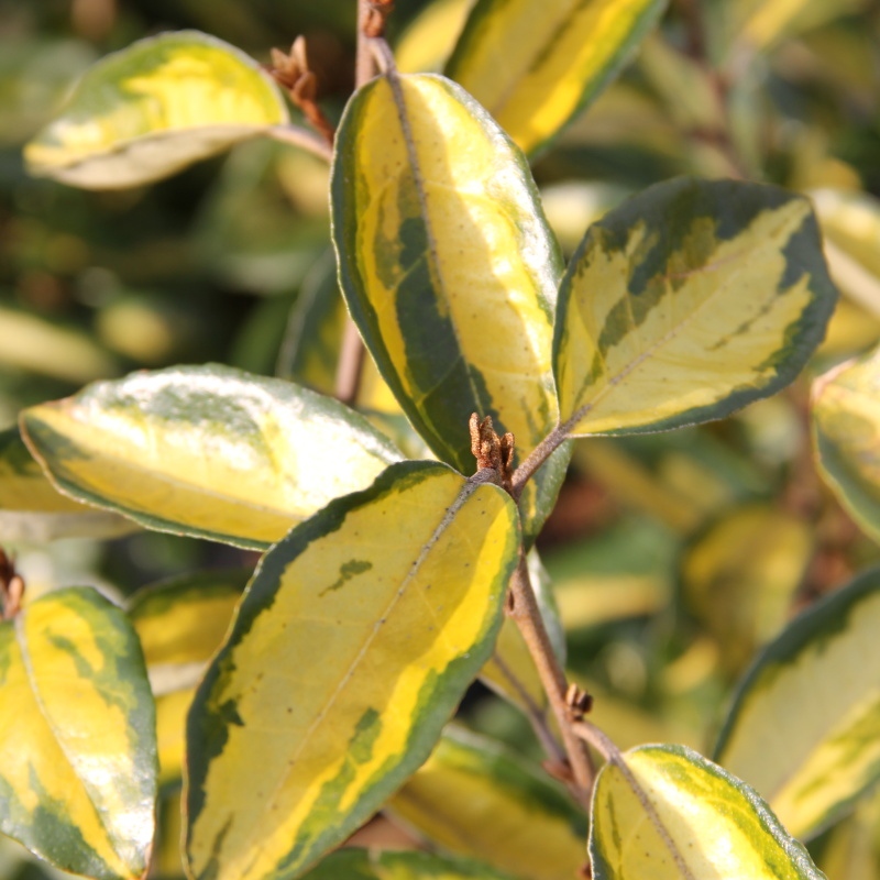 Rostliny - Hlošina Ebbingeova Limelight květináč 10 litrů, výška 60/100, keř