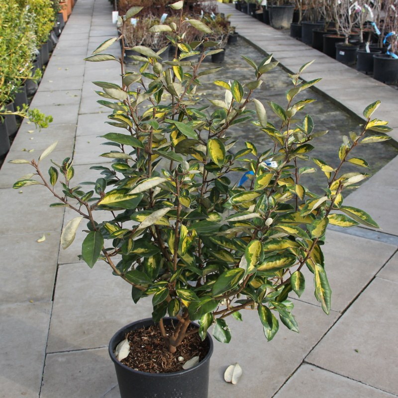 Hlošina Ebbingeova Limelight květináč 10 litrů, výška 60/100, keř-0