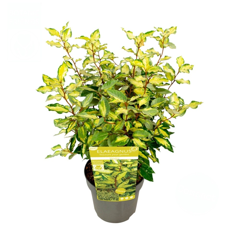 Stálezelené keře - Hlošina Ebbingeova Maryline květináč 10 litrů