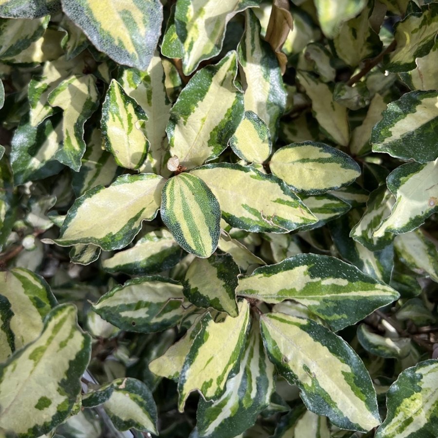 Stálezelené keře - Hlošina Ebbingeova Maryline květináč 25 litrů, koule