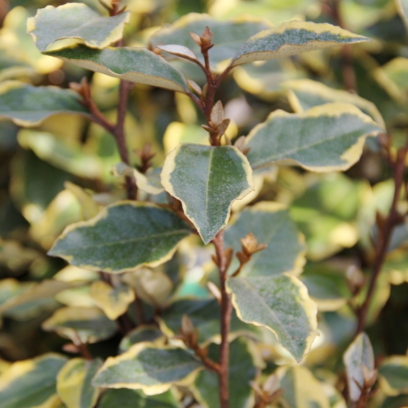 Stálezelené keře - Hlošina Ebbingeova Viveleig květináč 10 litrů