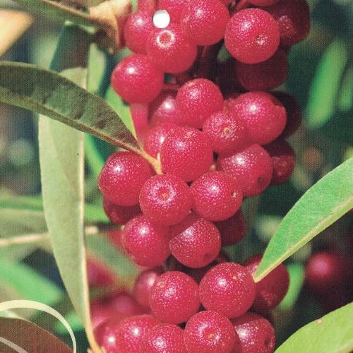 Ostatní drobné ovoce - Hlošina okoličnatá 'Pointilla Amoroso' květináč 1,5 litru, keř