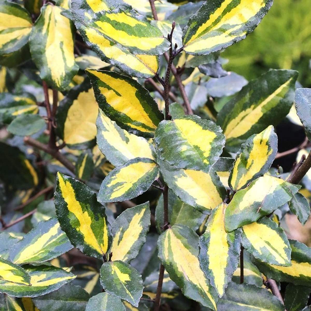 Listnaté stromky a stromy - Hlošina pichlavá Maculata kmínek 50cm, květináč 3 litry