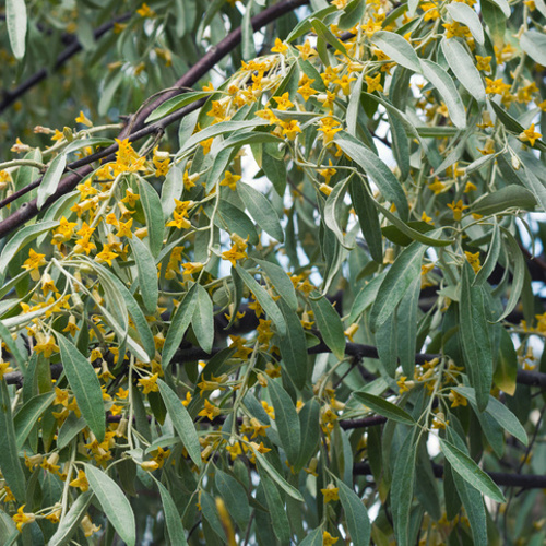 Listnaté stromky a stromy - Hlošina úzkolistá obvod 10/12, 30 litrů