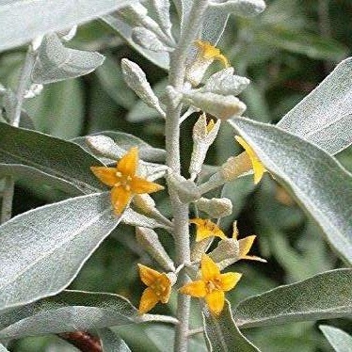 Keře okrasné listem - Hlošina úzkolistá výška 80/100cm, květináč 7,5 litru