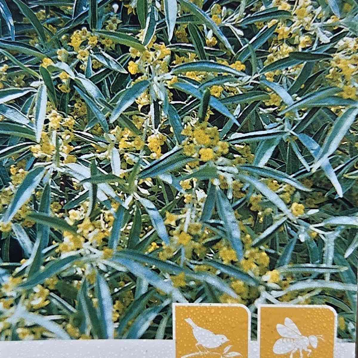 Keře okrasné listem - Hlošina úzkolistá výška 80/100cm, květináč 7,5 litru