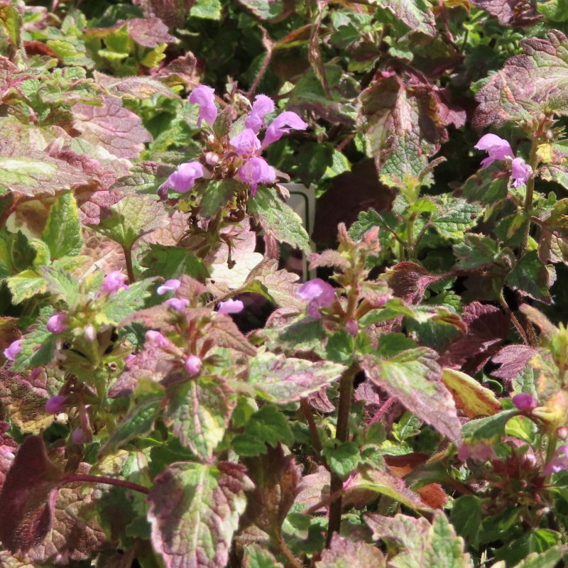 Na slunce - Hluchavka skvrnitá 'Anne Greenaway' květináč 13cm