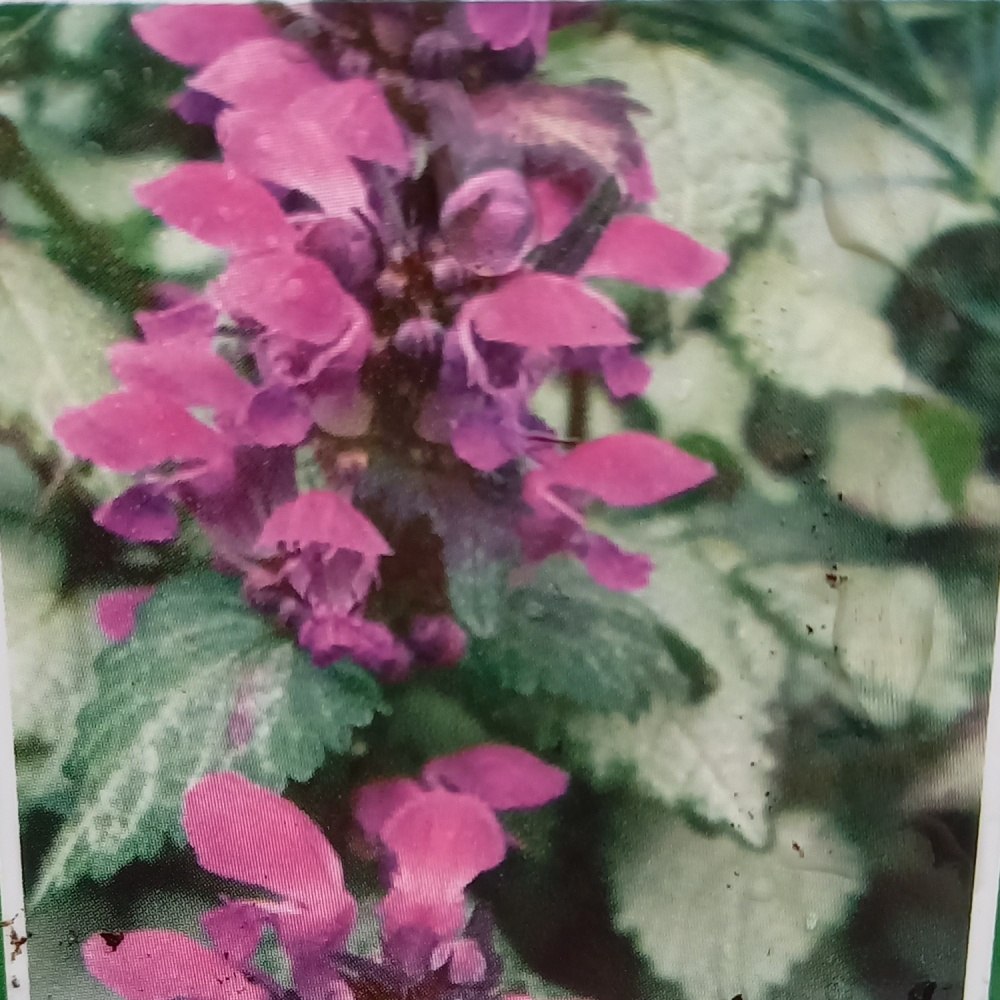 Stínomilné - Hluchavka skvrnitá Red Nancy květináč 9cm
