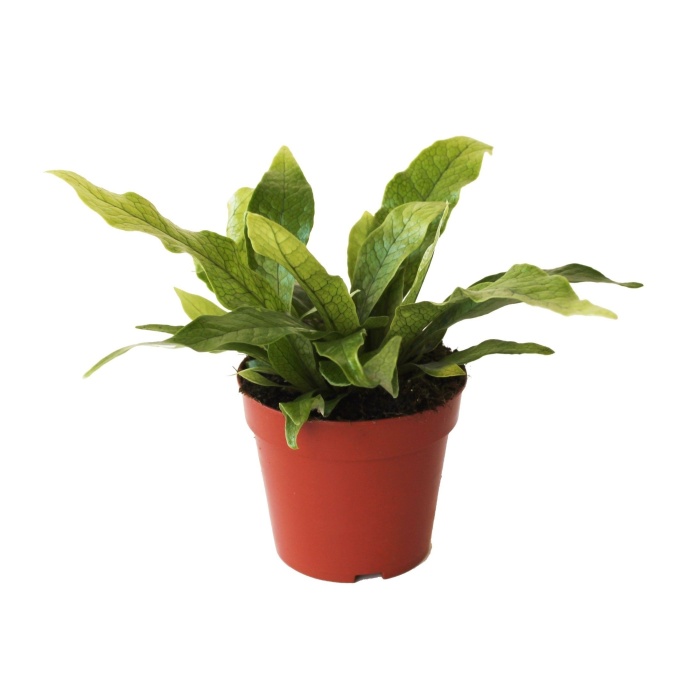 Okrasné pokojové rostliny - Hnědovka křídlatá 'Crocodyllus' květináč 12cm