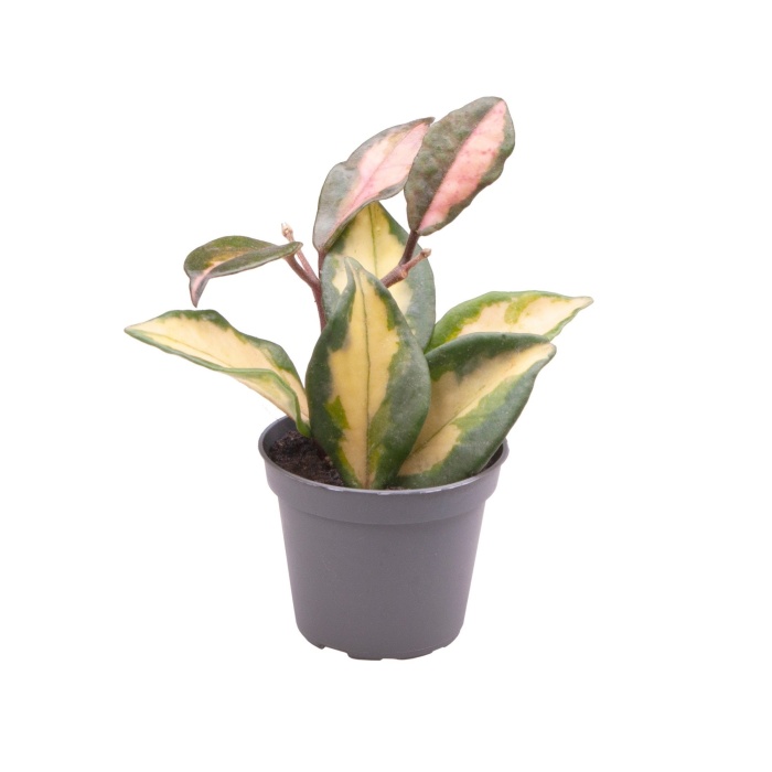 Kaktusy a sukulenty - Hoja, voskovka Tricolor květináč 6cm