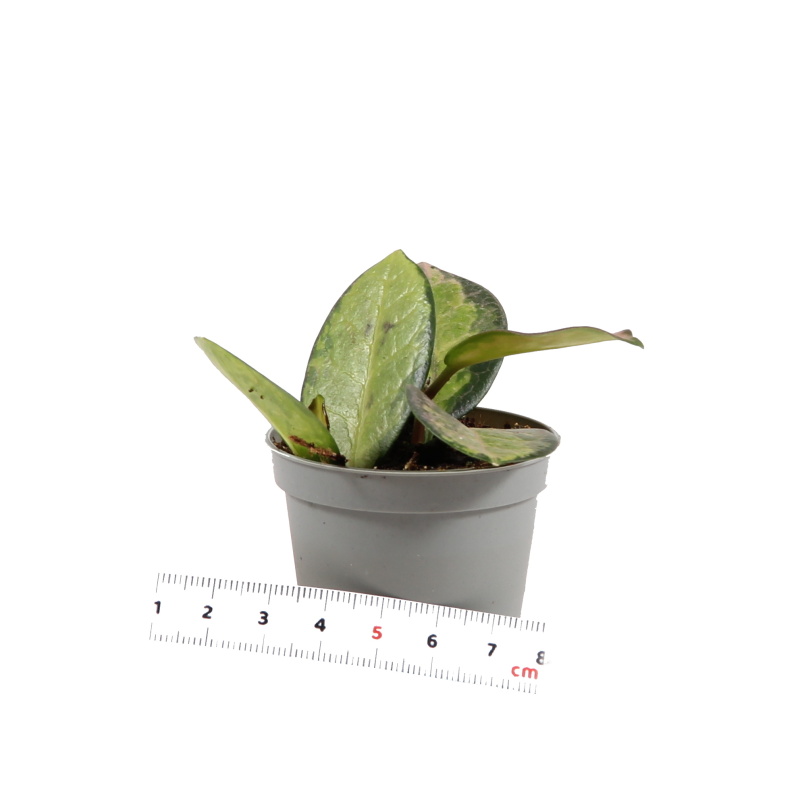 Hoja, voskovka Tricolor květináč 6cm-0