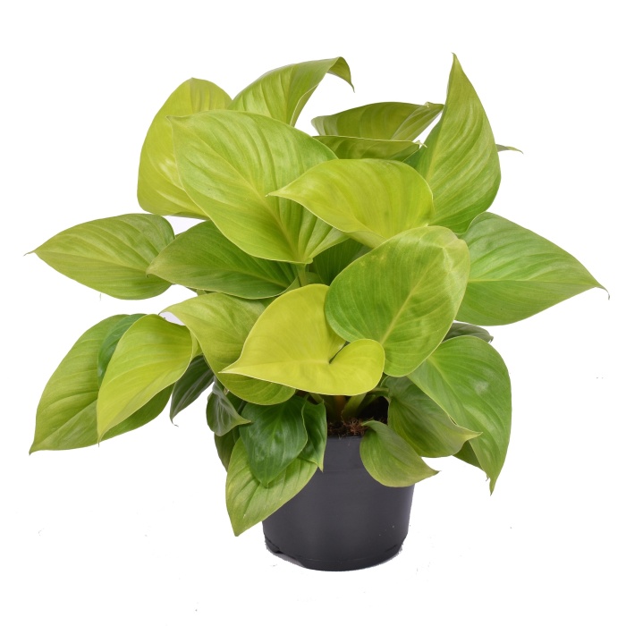 Okrasné pokojové rostliny - Homaloména 'Lemon Lime' květináč 15cm