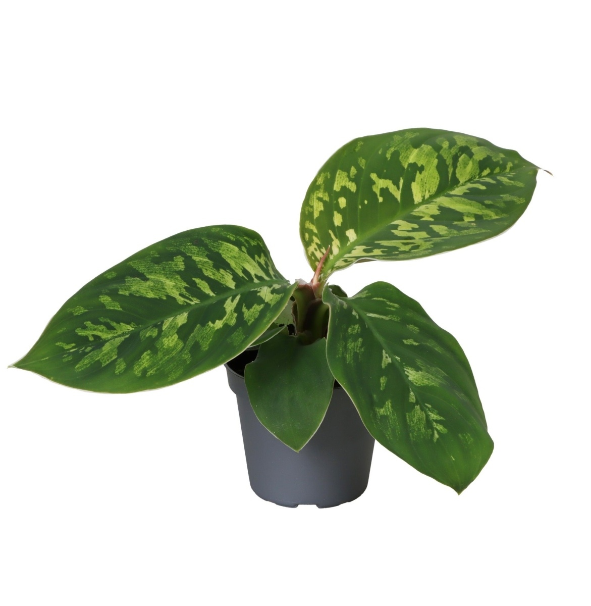 Okrasné pokojové rostliny - Homalomena Wallisova Camouflage květináč 6cm