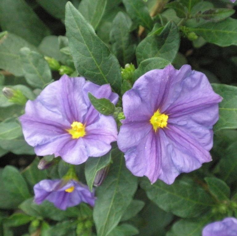 Rostliny - Hořcový stromek kmínek 80cm