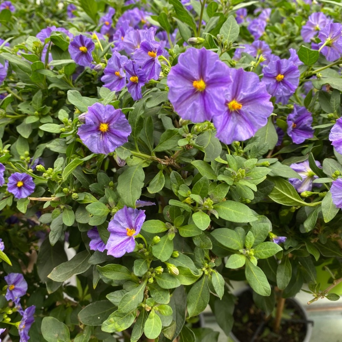 Hořcový stromek kmínek 80cm-0