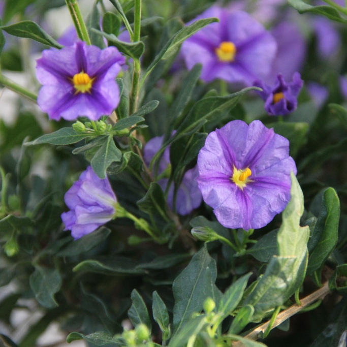 Nádobové květiny - Hořcový stromek květináč 18cm, keř