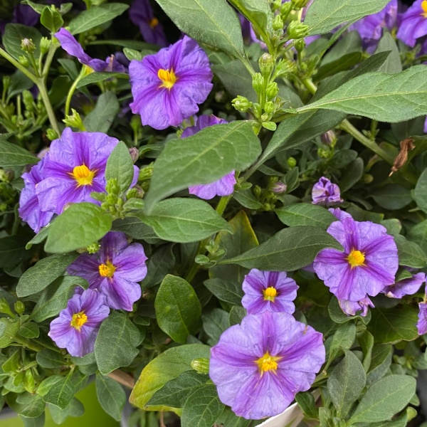 Hořcový stromek květináč 18cm, keř-0