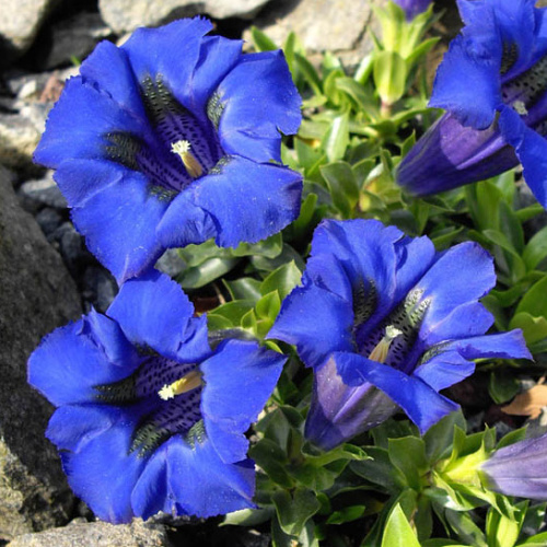 Skalničky - Hořec bezlodyžný 9cm