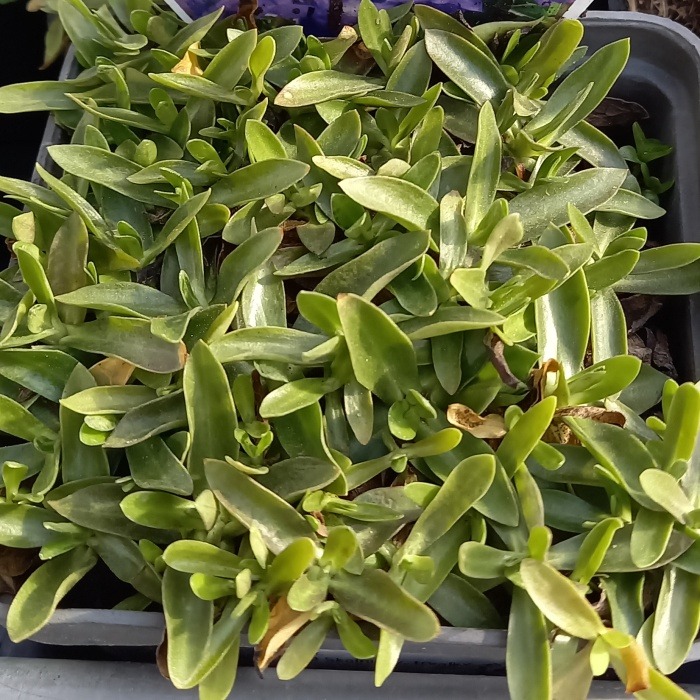 Skalničky - Hořec bezlodyžný 'Frohnleiten' květináč 9cm