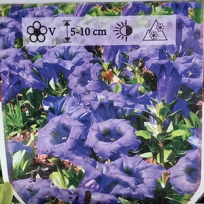 Hořec bezlodyžný 'Frohnleiten' květináč 9cm-0