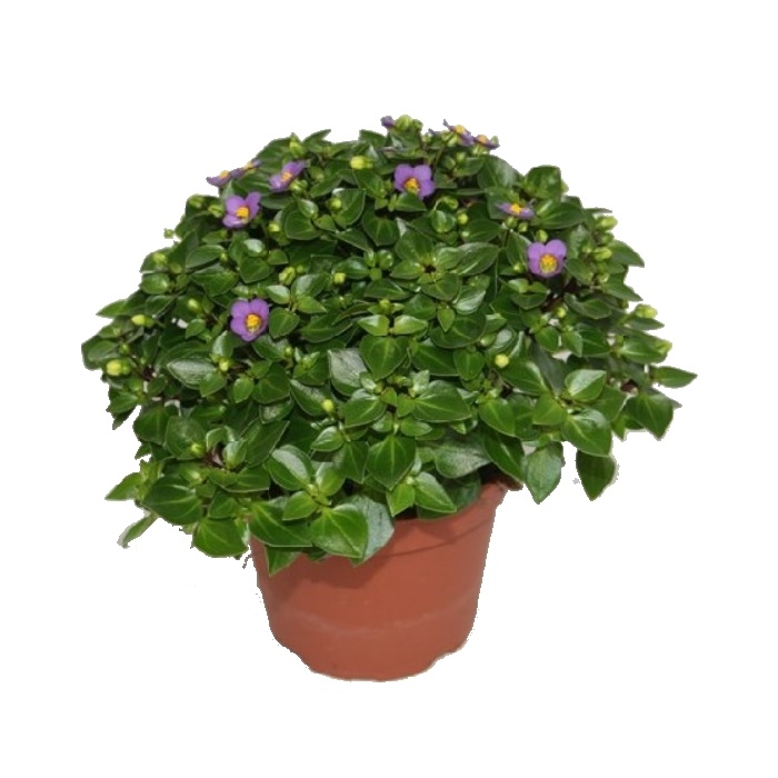 Okrasné pokojové rostliny - Hořepník mix květináč 10cm